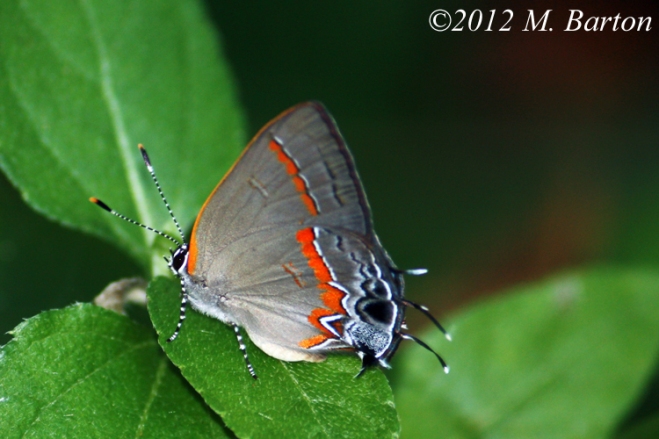 Hairstreak butterfly (Calycopis sp.)