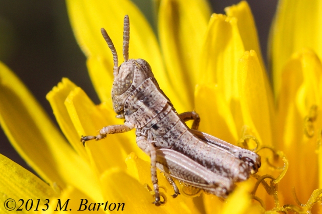 Pasture Grasshopper (Melanoplus confusus)