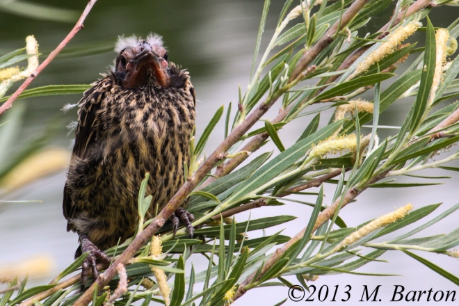 A juvenile Red-winged Blackbird