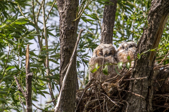Image of two owl nestlings