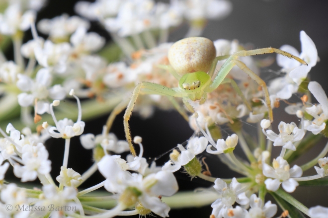 Image of a crab spider on a flower.