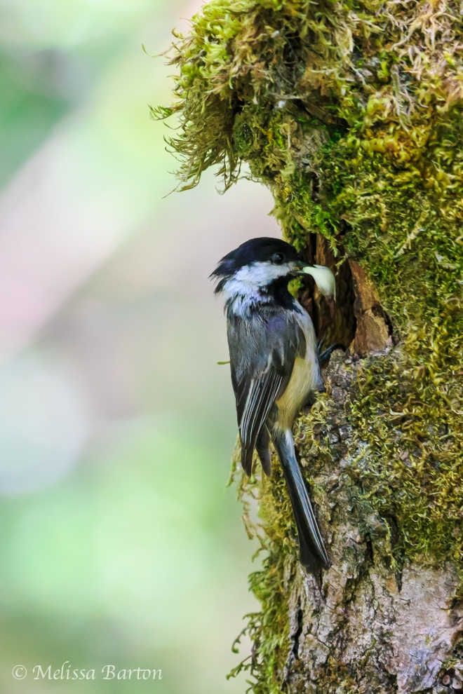 A chickadee at a nest holding a fecal pellet in its bill.