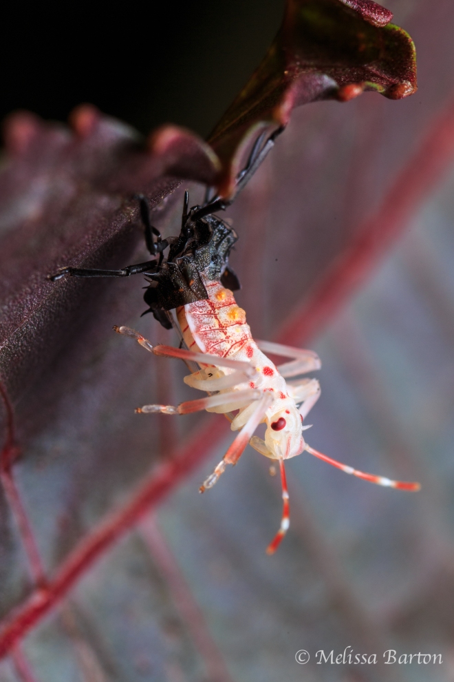 Image of an insect nymph emerging from old exoskeleton