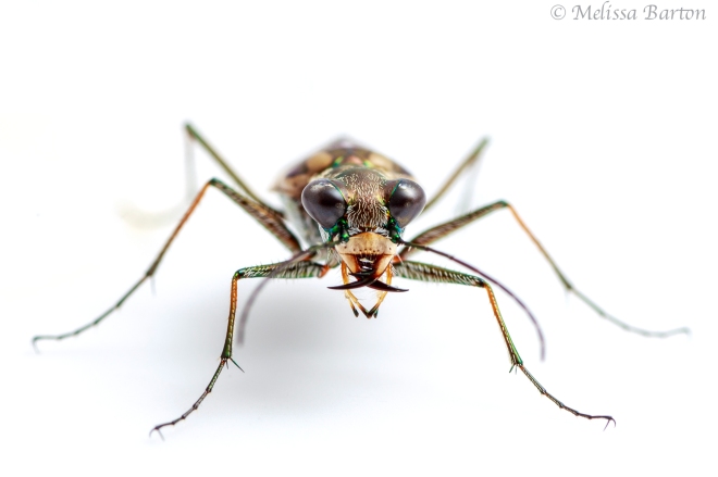 Image of a tiger beetle on a white background.